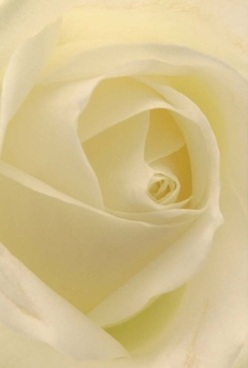 This close-up captures the refined soul of a creamy white rose, artfully arranged by Florist Tolworth for special occasions. In the heart of Tolworth, near Alexandra Park, each petal swirls inward in perfect symmetry, their soft, velvety texture inviting the hand and comforting the eye. The diffused light bathes the petals with a gentle glow, enriching subtle gradations of ivory, cream, and the faintest golden hues. The interplay of light and layered shadow hints at a tender beauty-both delicate and enduring. This rose reflects the sense of calm that settles over Tolworth during a quiet morning, making it the ideal choice for sending love, marking an anniversary, or offering heartfelt sympathy. The outer petals, nearly translucent and perfectly arranged, showcase the skillful touch of local florists, imbuing each arrangement with thoughtfulness and care. The imagined aroma is subtle yet uplifting, filling a room with hope and tranquility, much like a tranquil walk down Ewell Road in the early hours. Deeply rooted in local tradition and artistry, this rose is a quiet testament to the enduring values of Tolworth and its caring community.